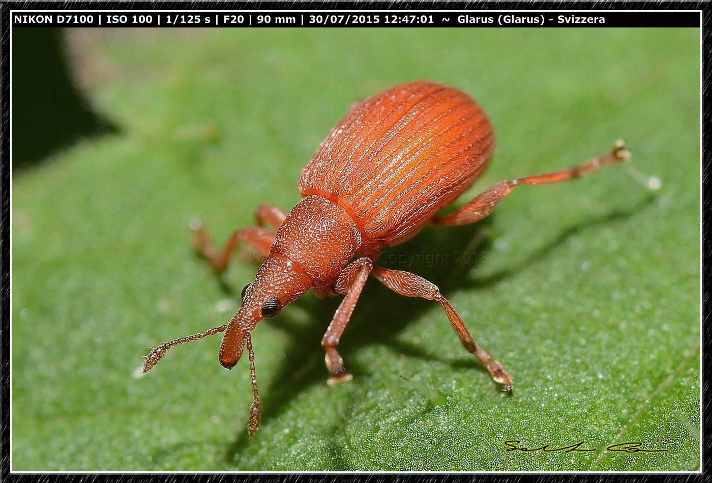 Apion frumentarium - Apionidae